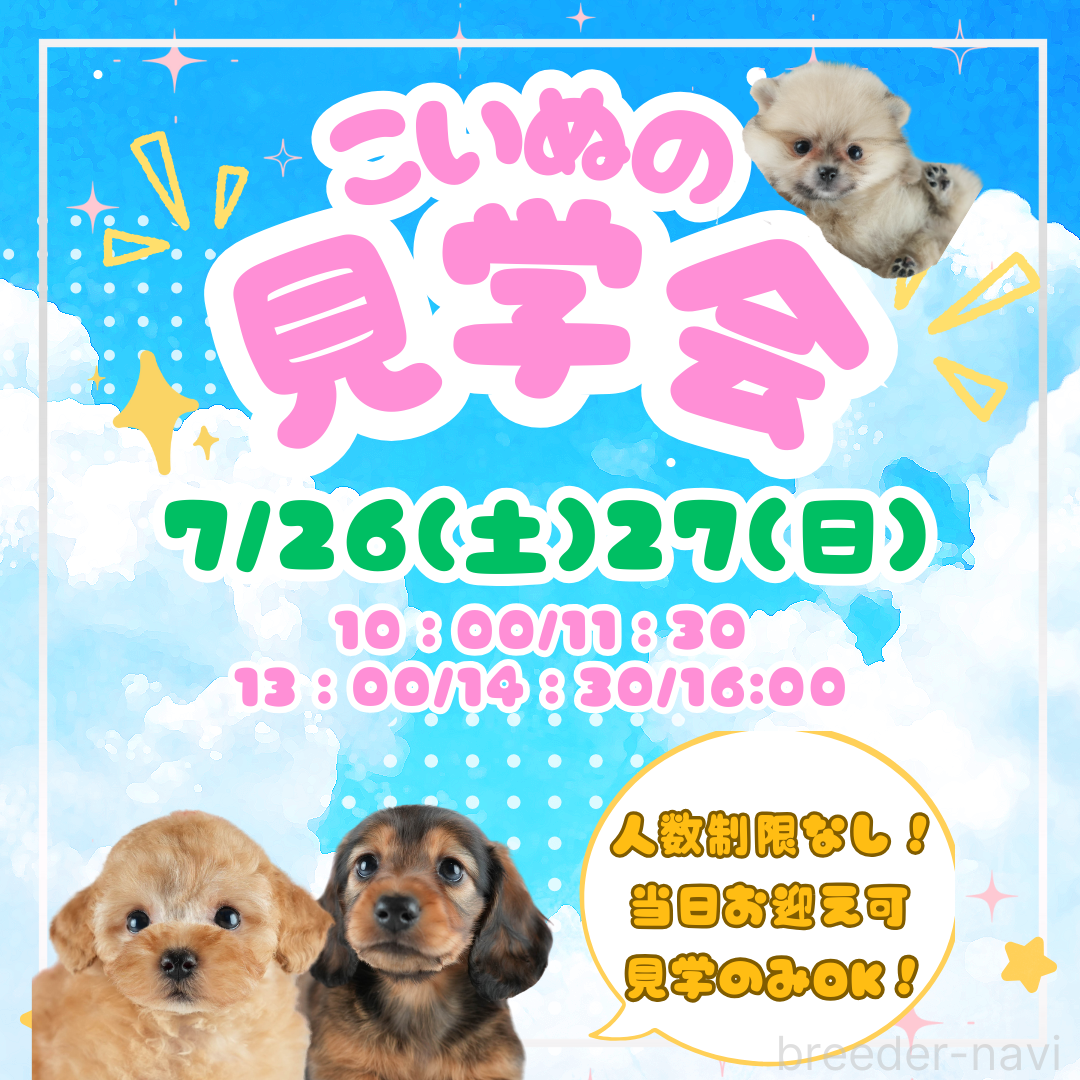 成約済の茨城県のトイプードル-398370の3枚目